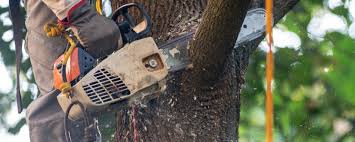 Best Tree Maintenance Programs  in Untain View, MO