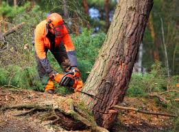 Best Storm Damage Tree Cleanup  in Untain View, MO