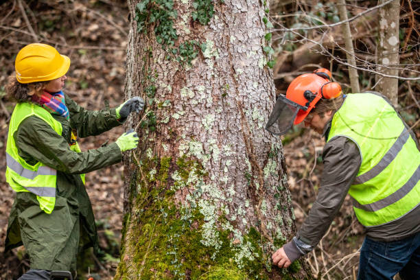 Best Fruit Tree Pruning  in Untain View, MO