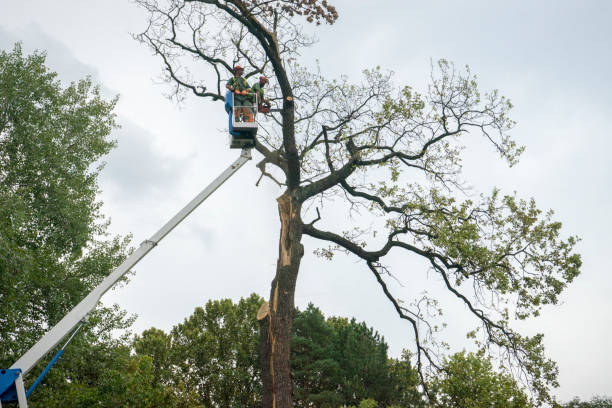 Best Hedge Trimming  in Untain View, MO