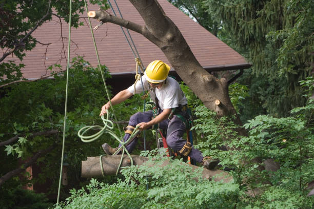 Best Fruit Tree Pruning  in Untain View, MO