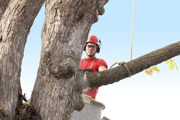 How Our Tree Care Process Works  in  Mountain View, MO